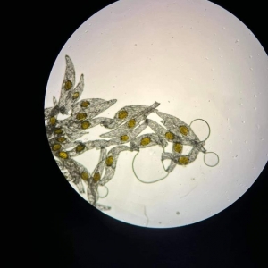  Nasiona storczyka zdjęcie z pod mikroskopu
